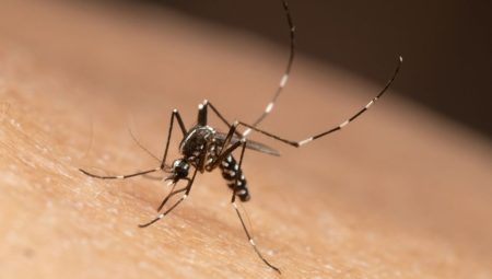 Sivrisinek kaynaklı chikungunya virüsü yayılıyor