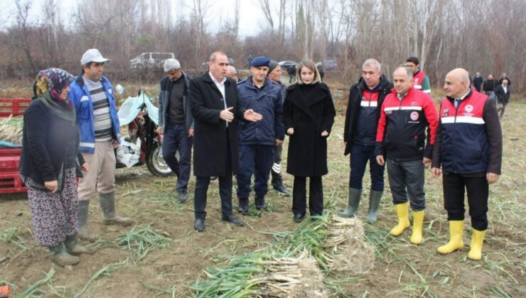 Coğrafi İşaretli “Kışlacık Pırasası”nda Hasat Zamanı