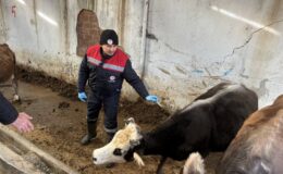 İskilip’te Brusella ve Şap Hastalığına Karşı Aşılama Çalışması