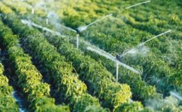 Doğu Anadolu Projesi Bölgesinde 13 Milyar Lira Destekle 2 Binin Üzerinde Proje Hayata Geçirildi