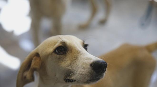 Antalya’da Petshop Sahiplerine Ücretsiz Eğitim Sertifikası