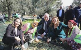 Edremit’te Geleneksel MECİ Zeytin Hasat Şenliği Başlıyor