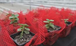 Keçiören Belediyesi Tarımsal Bilinçlendirme Eğitim Programını Başlattı