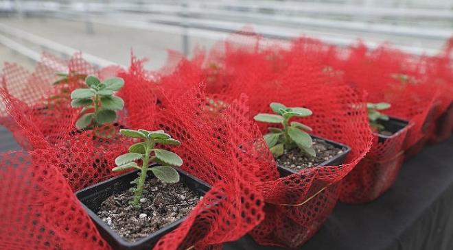 Keçiören Belediyesi Tarımsal Bilinçlendirme Eğitim Programını Başlattı