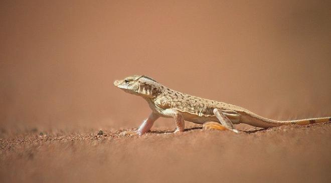 National Geographic WILD’de “Sıra Dışı Canlılar Özel” Belgeseli Başlıyor