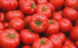 Türkiye’nin 2025 Domates İhracatı ve Geliri