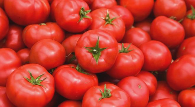 Türkiye’nin 2025 Domates İhracatı ve Geliri